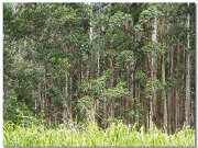 Koa-Ohia Trees_2013