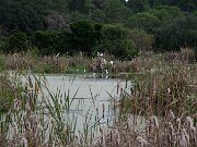 Ibis_pond-full